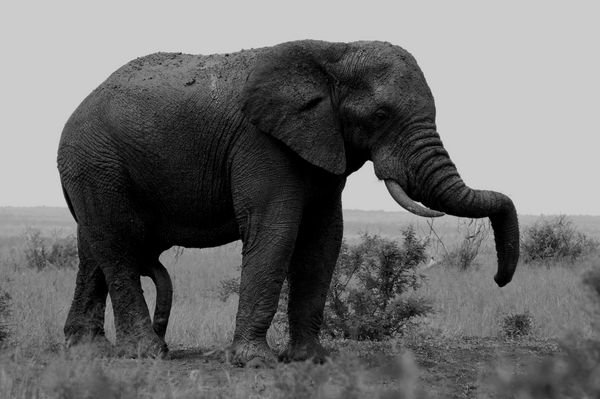 mighty elephant