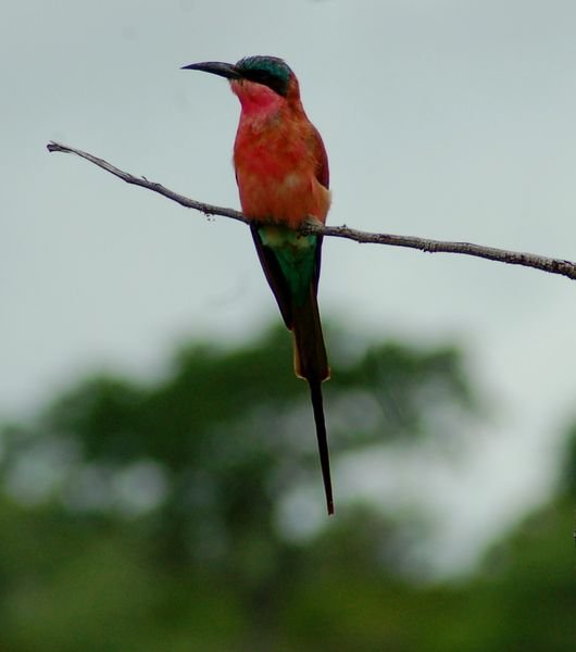 southern carmine bee-eater