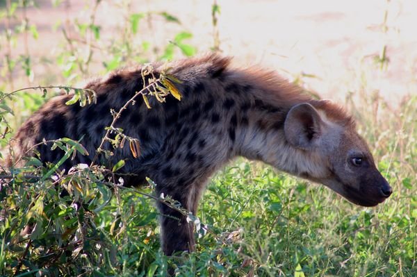 spotted hyena pup
