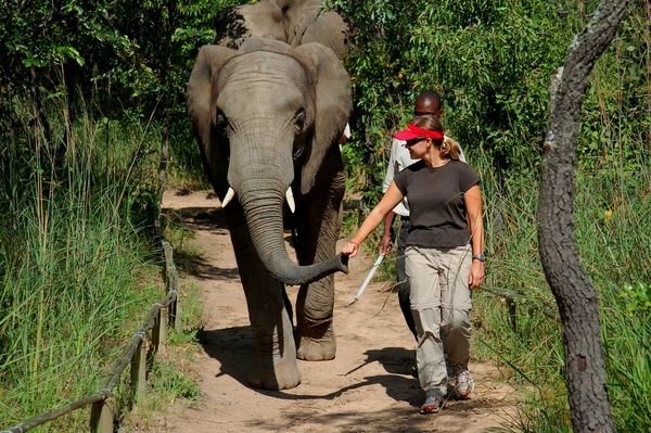 Walking an elephant