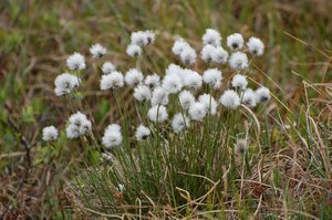 Cotton Grass