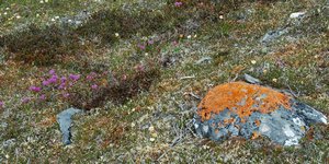 orange lichen 