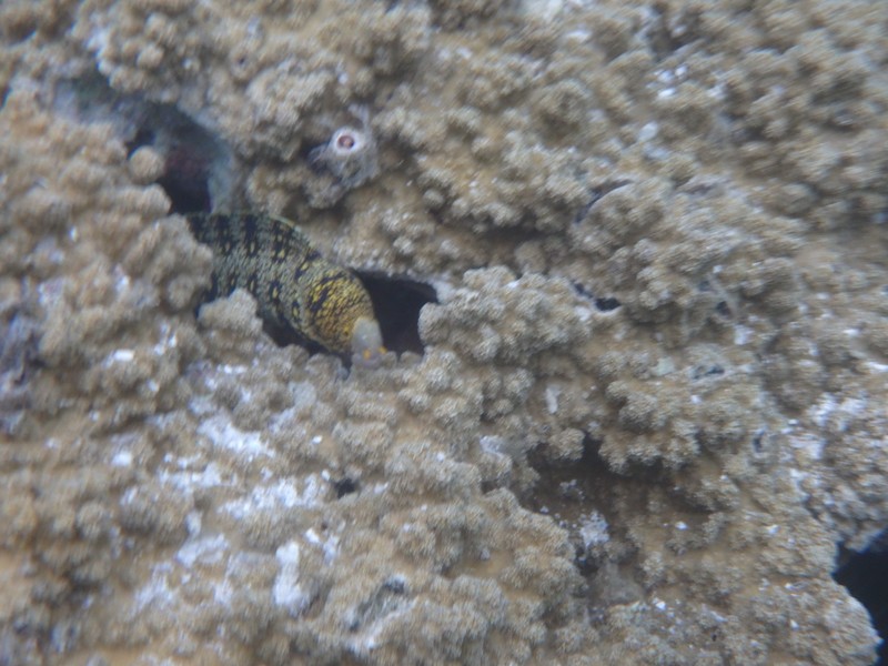 leopard snowflake eel