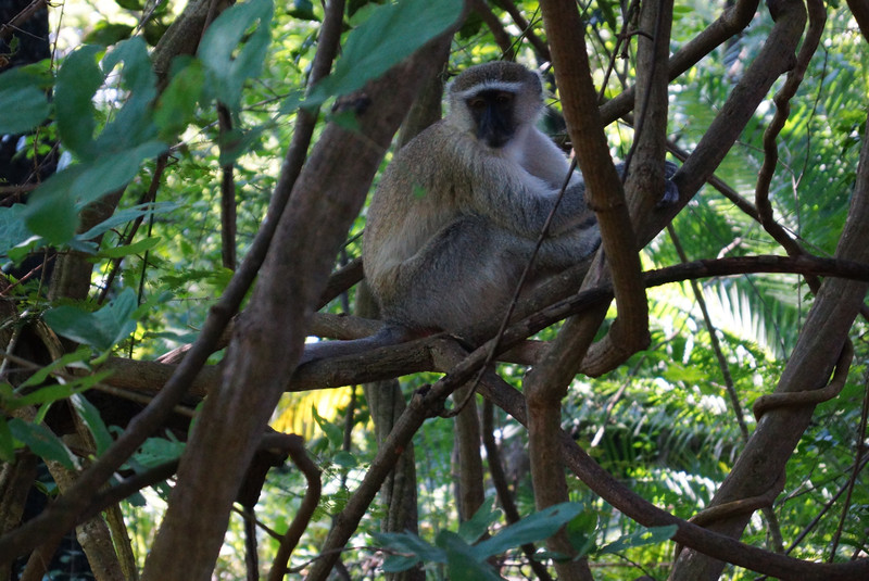 Monkeys- everywhere in Livingstone