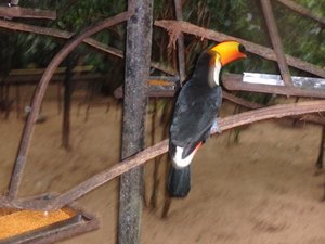 Toucan in the bird park