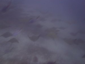 Giant Manta Rays