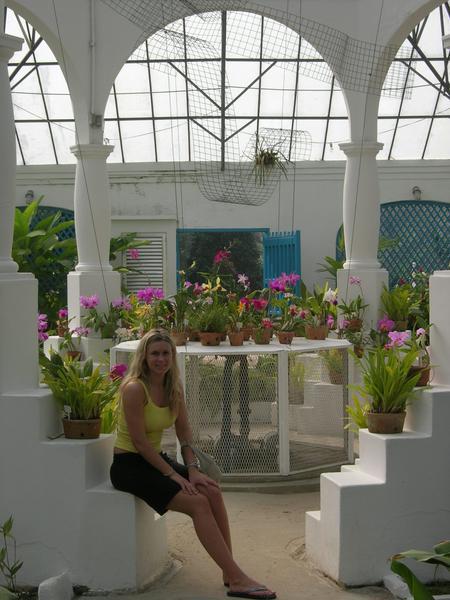 the orchid house 