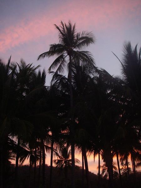 Palms at sunset