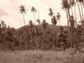 Tall Coconut Palms