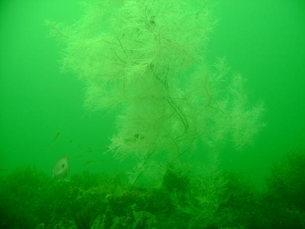 Underwaterness Duex