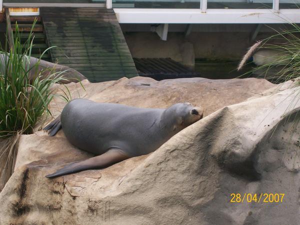 a sleeping seal