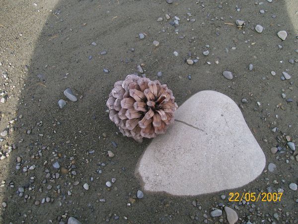 A pine cone and a stone