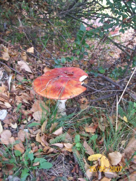 A beautiful fungus