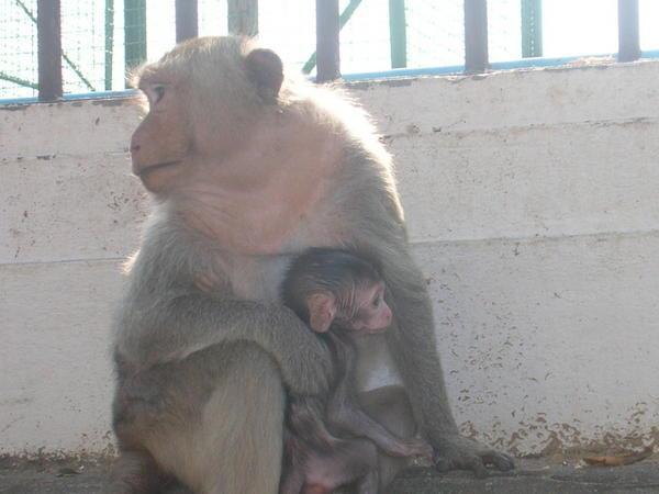 Mama monkey and baby