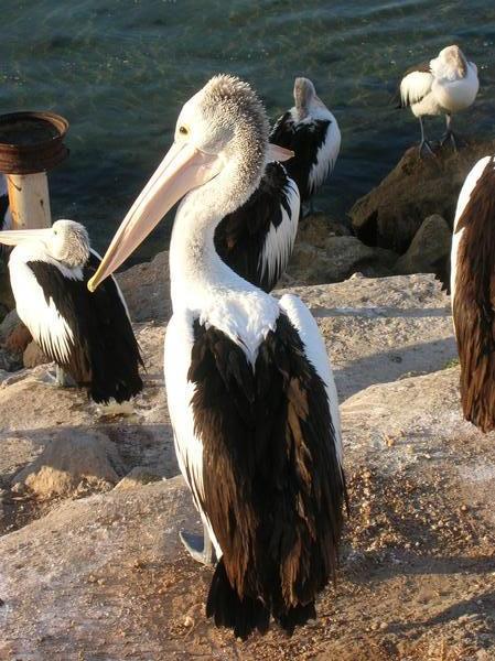 A posing pelican
