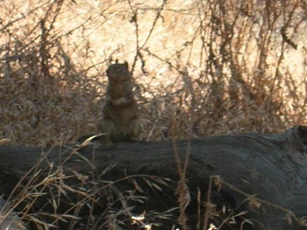 The squirrel that stared us down