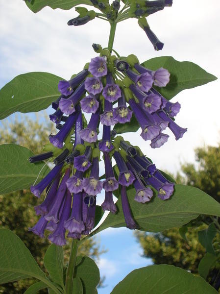 Purple Flowers in Ardenwood