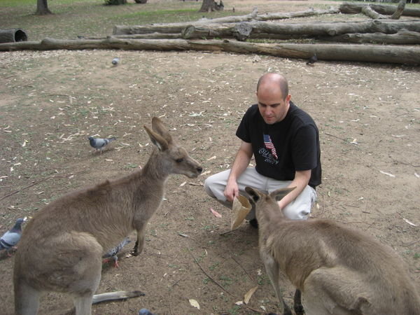 Feeding the kangaroos at Lone Pine