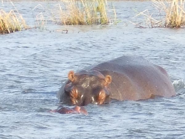 Hippo in St. Lucia