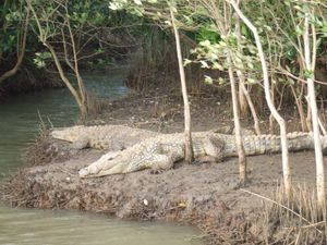 Crocs in St. Lucia