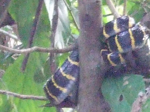 Kinabatangan River : Snake
