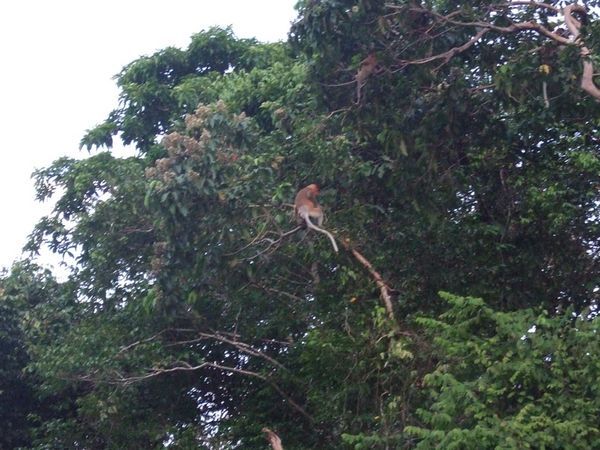 Proboscis Monkey in Kinabatangan