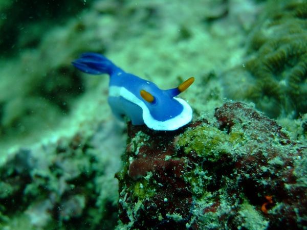 Nudibranch