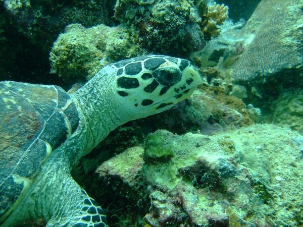 hawksbill turtle