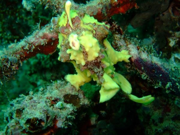 frog fish