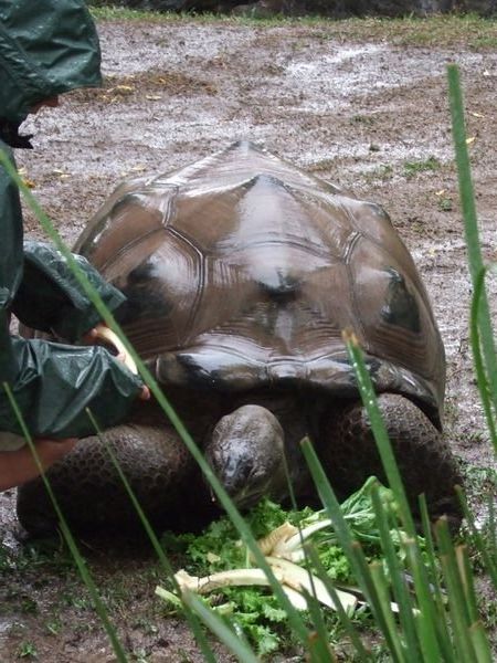Big tortoise