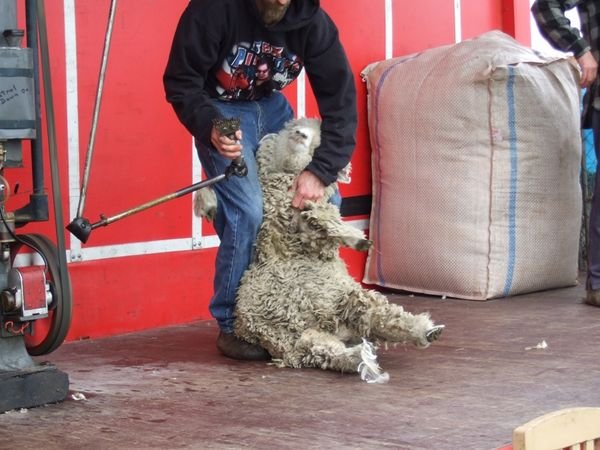 Sheep shearing!!