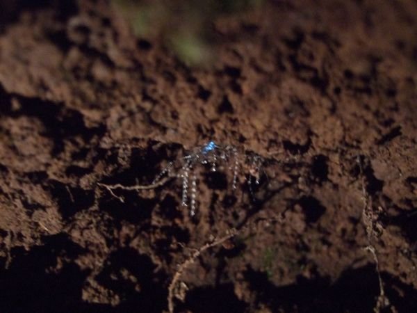 Glow worms at the falls