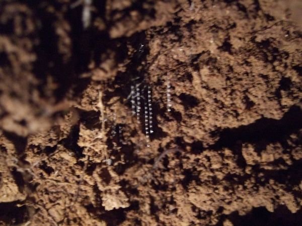 More glow worms