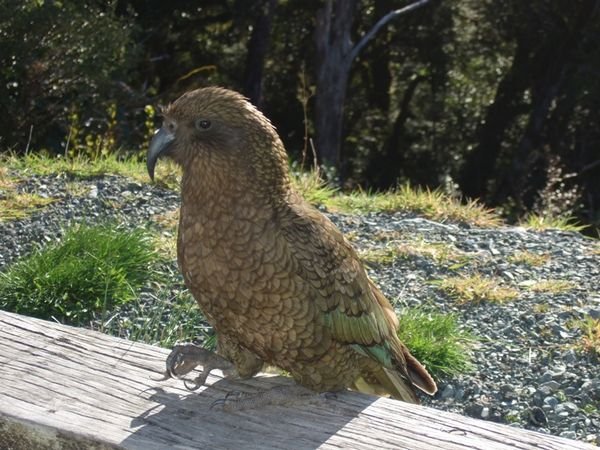 Another kea!