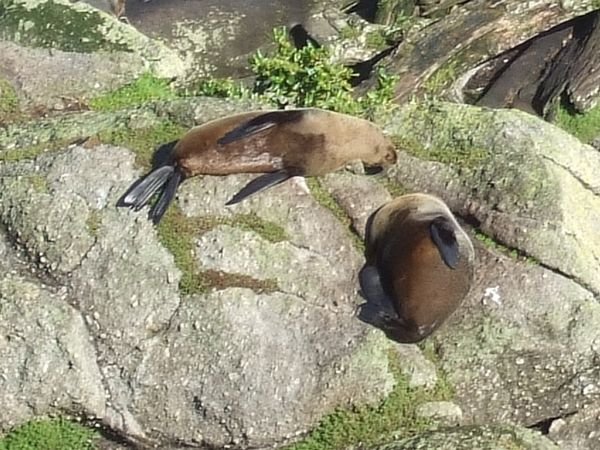 Lazy seals!