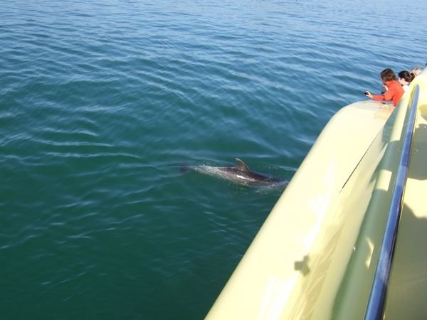 dolphins galore in the bay of islands