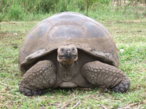 Giant Tortoise at Santa Cruz, Galapagos