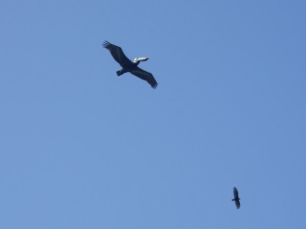 impressive pelicans circling above