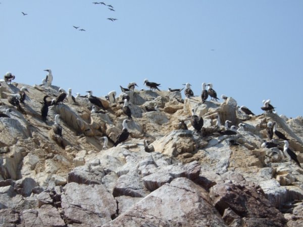 peruvian boobies and cormorants