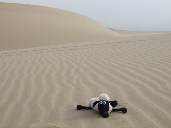 Shaun enjoying the sand