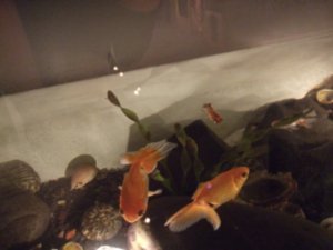 Goldfish swimming in the bathtub table