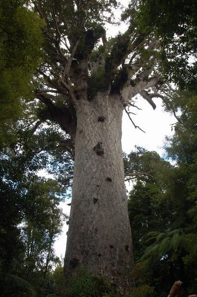 The oldest Kauri tree