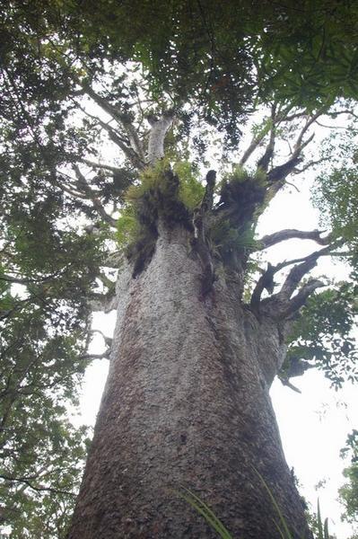 Another large Kauri