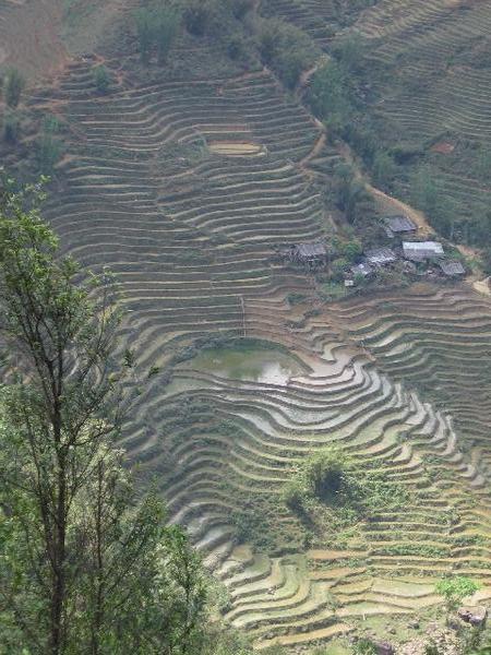 Sapa- Terraced rice paddies