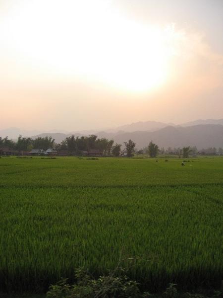 Sunset over rice paddies