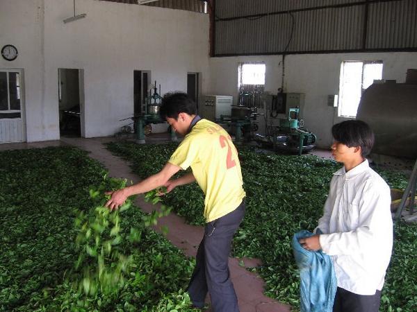 Tea Factory in Moc Chau