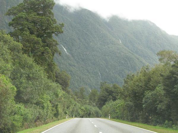 Rain forest road