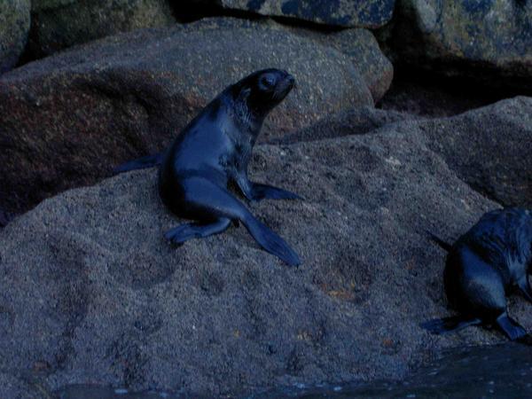 Seal Pup 1