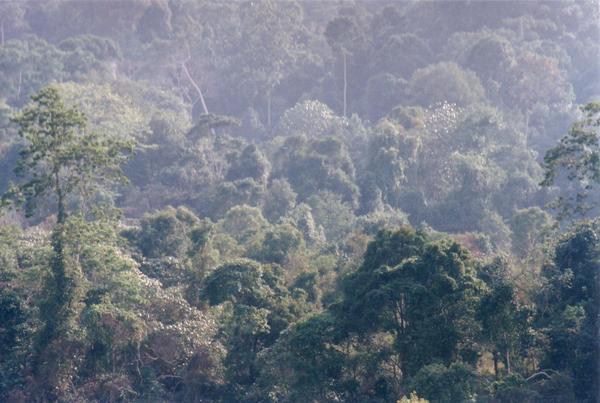 The rainforest of Khao Yai NP