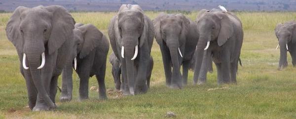 elephant herd at Amoseli